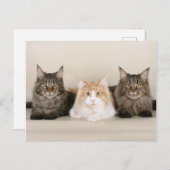 Carte Postale Maine Coon Kitty Chat Cute Amusante (Devant / Derrière)