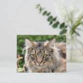 Carte Postale Maine Coon Kitty Chat Cute Amusante (Debout devant)