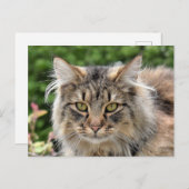 Carte Postale Maine Coon Kitty Chat Cute Amusante (Devant / Derrière)