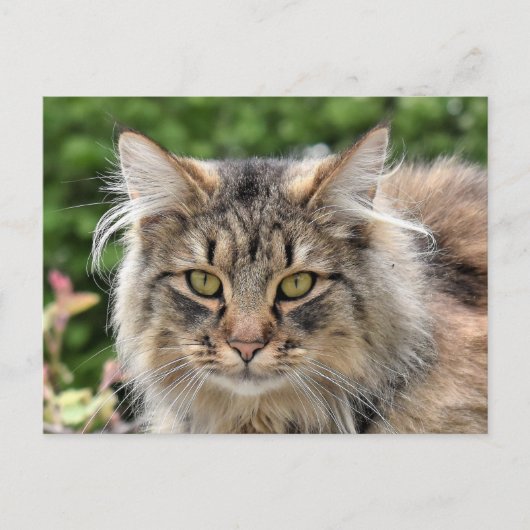 Carte Postale Maine Coon Kitty Chat Cute Amusante (Devant)