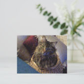 Carte Postale Maine Coon Tabby Cat (Debout devant)