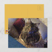 Carte Postale Maine Coon Tabby Cat (Devant / Derrière)