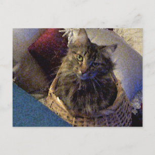 Carte Postale Maine Coon Tabby Cat
