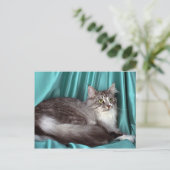 Carte Postale Maine Coon, tabby d'argent (Debout devant)
