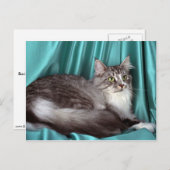 Carte Postale Maine Coon, tabby d'argent (Devant / Derrière)