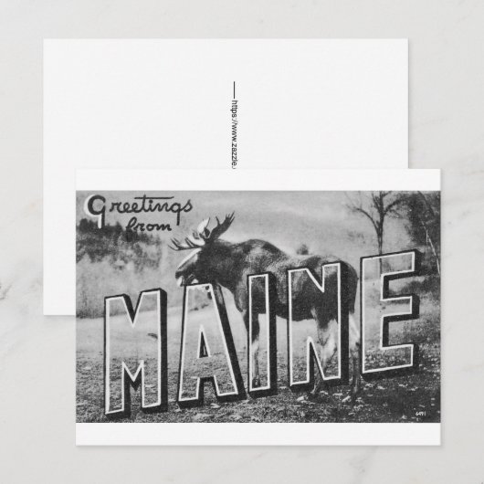 Carte Postale Maine Élan (Devant / Derrière)