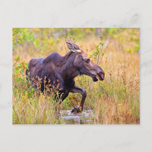 Carte Postale Maine Moose (Devant)