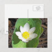 Carte Postale Maine Spring (Devant / Derrière)