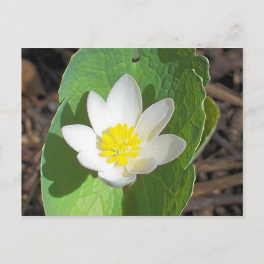 Carte Postale Maine Spring (Devant)