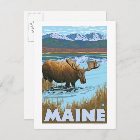 Carte Postale MaineMoose Boire dans le lac (Devant / Derrière)