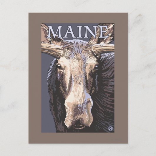 Carte Postale MaineMoose en gros plan (Devant)