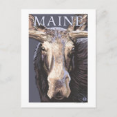 Carte Postale MaineMoose en gros plan (Devant)