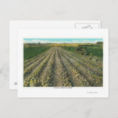 Carte Postale MaineVue d'une ferme de pomme de terre dans le Mai (Devant / Derrière)
