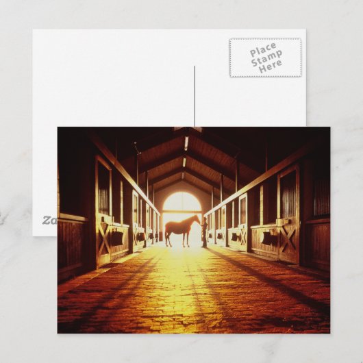 Carte Postale Mains stables (Devant / Derrière)