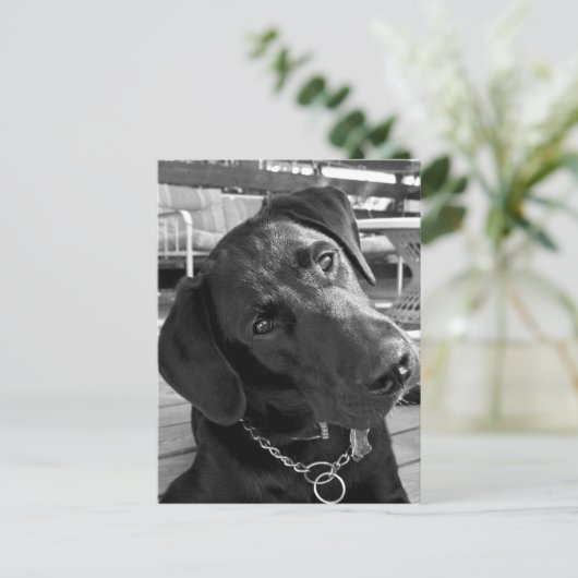 Carte Postale Maintenant que j'ai votre attention... (Debout devant)