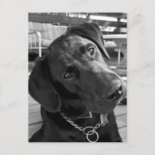 Carte Postale Maintenant que j'ai votre attention...