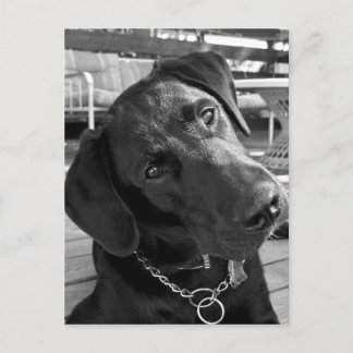 Carte Postale Maintenant que j'ai votre attention...