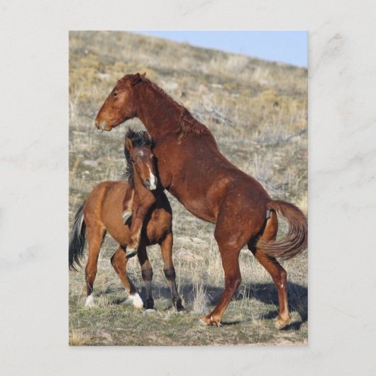 Carte Postale Maintenir (Devant)