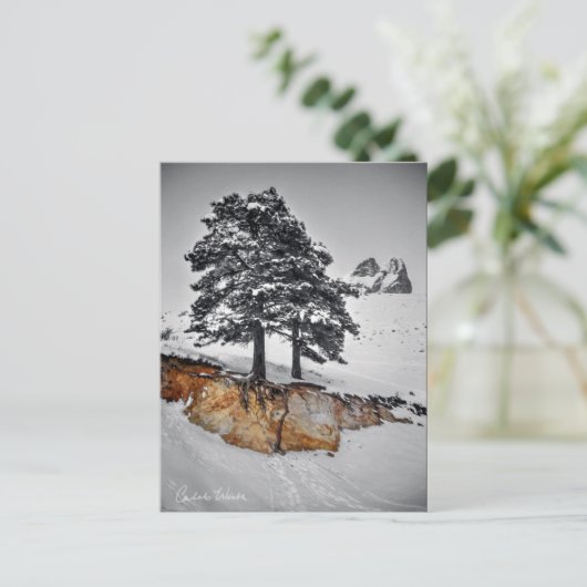 Carte Postale Mais il se développe (Debout devant)