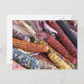 Carte Postale Maïs indien (Devant / Derrière)