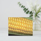 Carte Postale Maïs sur la côte (Debout devant)