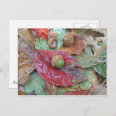 Carte Postale Maïs vert sur une feuille rouge (Devant / Derrière)