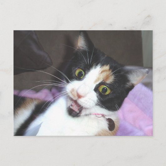 Carte Postale maisie (Devant)