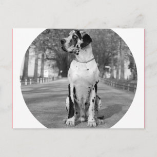 Carte Postale Maison Dogue