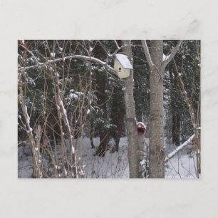 Carte Postale Maison d'oiseaux d'hiver