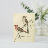 Carte Postale Maison Finch américaine (Debout devant)