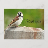 Maison Sparrow