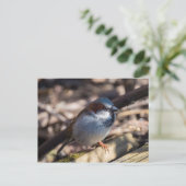 Carte Postale Maison Sparrow (Debout devant)