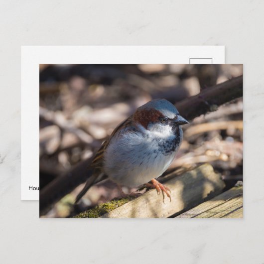 Carte Postale Maison Sparrow (Devant / Derrière)