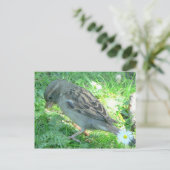 Carte Postale Maison Sparrow (Debout devant)