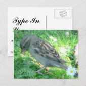 Carte Postale Maison Sparrow (Devant / Derrière)