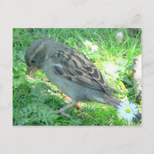 Carte Postale Maison Sparrow