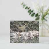 Carte Postale Maison Wren (Debout devant)