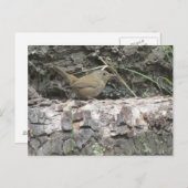 Carte Postale Maison Wren (Devant / Derrière)