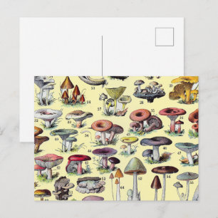 Carte Postale Maisonnette Champêtre Vintage de Champignons Botan