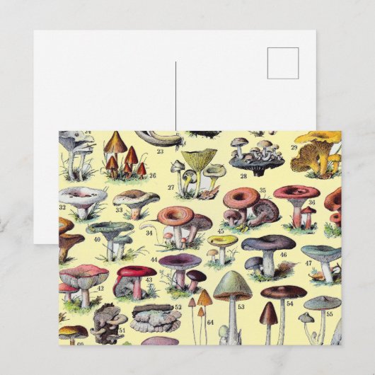 Carte Postale Maisonnette Champêtre Vintage de Champignons Botan (Devant / Derrière)