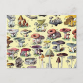 Carte Postale Maisonnette Champêtre Vintage de Champignons Botan (Devant)
