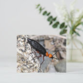 Carte Postale Maître Blister Beetle (Debout devant)