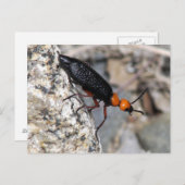 Carte Postale Maître Blister Beetle (Devant / Derrière)