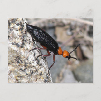 Carte Postale Maître Blister Beetle