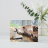 Carte Postale Maître Bruin (Debout devant)