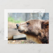 Carte Postale Maître Bruin (Devant / Derrière)