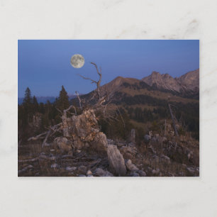 Carte Postale Maîtresse De La Nuit