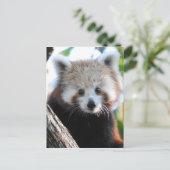 Carte Postale Maiya Le Panda Rouge (Debout devant)