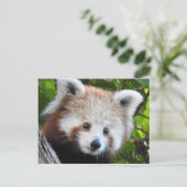 Carte Postale Maiya Le Panda Rouge (Debout devant)