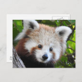 Carte Postale Maiya Le Panda Rouge (Devant / Derrière)